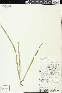 Vallisneria americana image