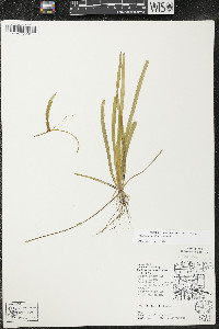 Vallisneria americana image