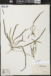 Vallisneria americana image