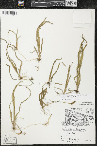 Vallisneria americana image