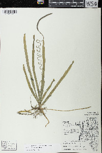 Vallisneria americana image