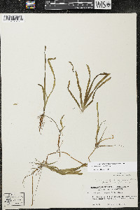 Vallisneria americana image