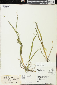 Vallisneria americana image