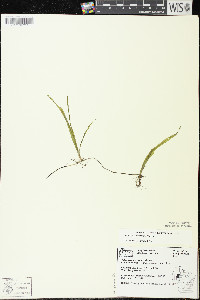 Vallisneria americana image