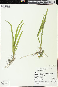 Vallisneria americana image
