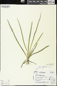 Vallisneria americana image