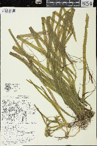 Vallisneria americana image