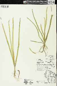 Vallisneria americana image