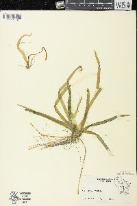 Vallisneria americana image