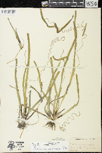 Vallisneria americana image