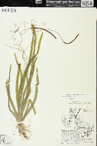 Vallisneria americana image