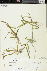 Vallisneria americana image