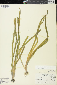 Vallisneria americana image