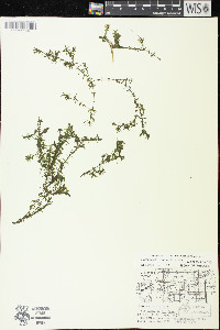 Elodea nuttallii image