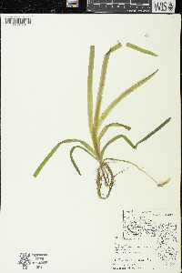 Vallisneria americana image