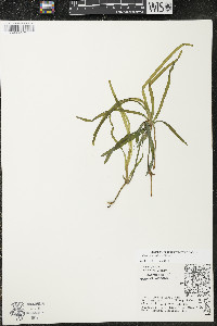 Vallisneria americana image