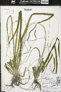 Vallisneria americana image
