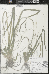 Vallisneria americana image