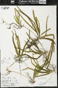 Vallisneria americana image