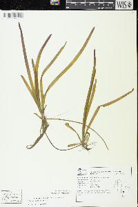 Vallisneria americana image