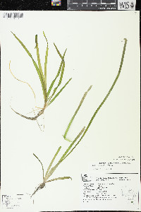 Vallisneria americana image