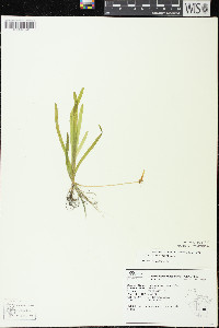 Vallisneria americana image