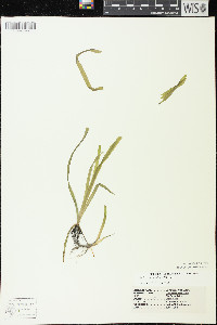 Vallisneria americana image