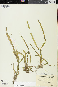 Vallisneria americana image