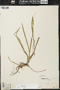 Vallisneria americana image