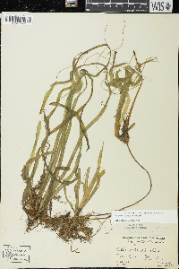 Vallisneria americana image