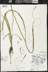 Vallisneria americana image