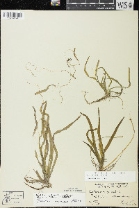 Vallisneria americana image