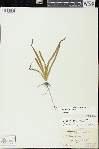 Vallisneria americana image