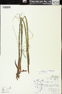 Vallisneria americana image