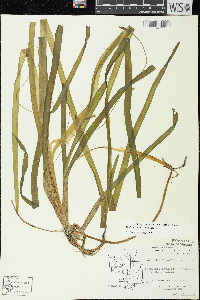 Vallisneria americana image