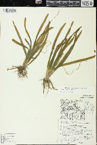 Vallisneria americana image