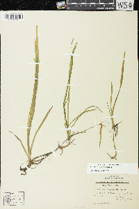 Vallisneria americana image