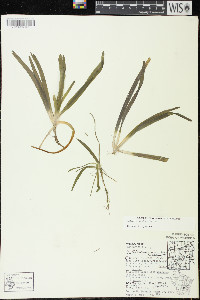 Vallisneria americana image