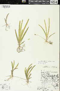 Vallisneria americana image