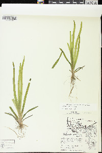 Vallisneria americana image