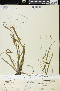 Vallisneria americana image