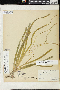 Vallisneria americana image