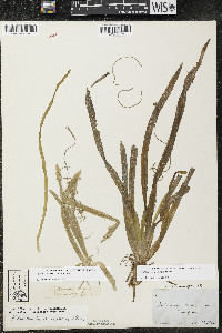 Vallisneria americana image