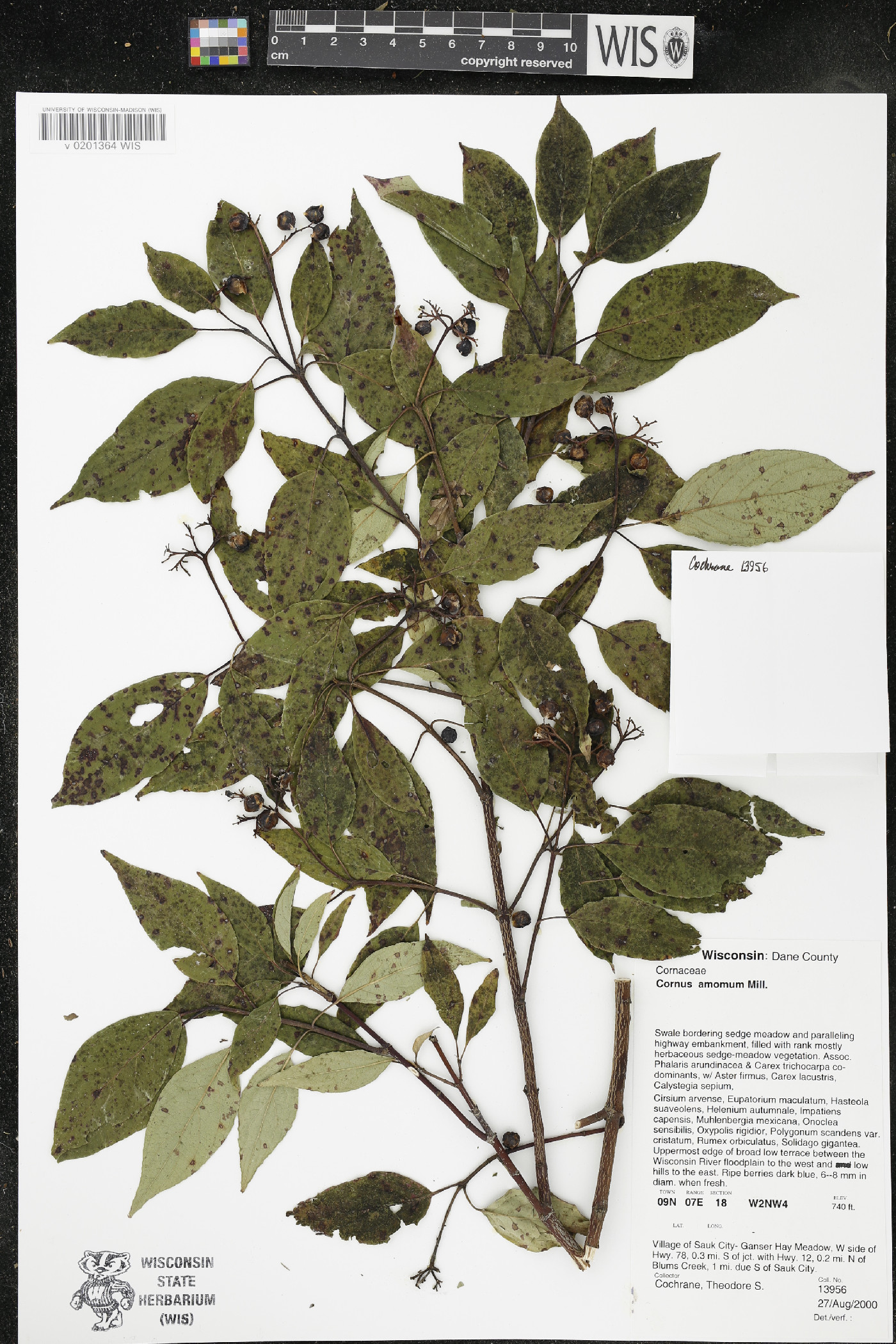 Cornus amomum var. schuetzeana image