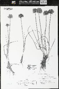 Allium schoenoprasum image