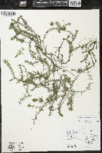 Elodea canadensis image