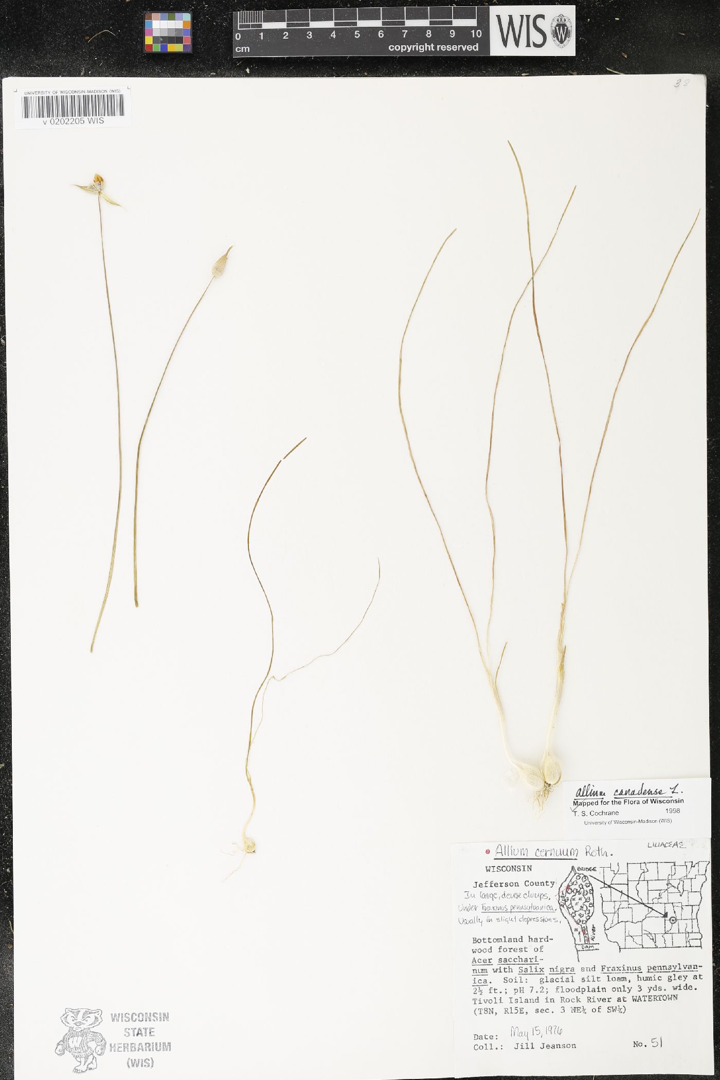 Allium canadense image