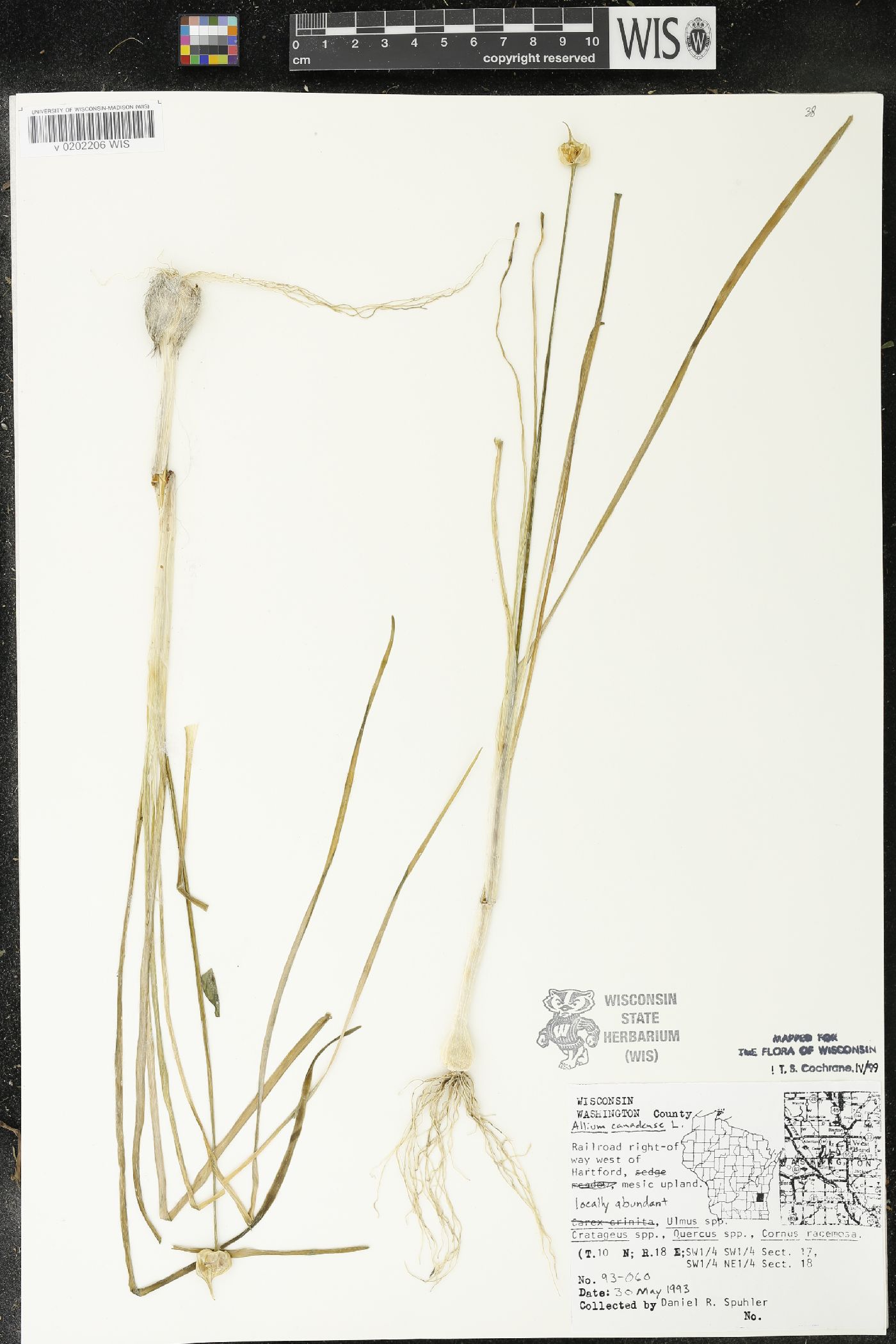 Allium canadense image