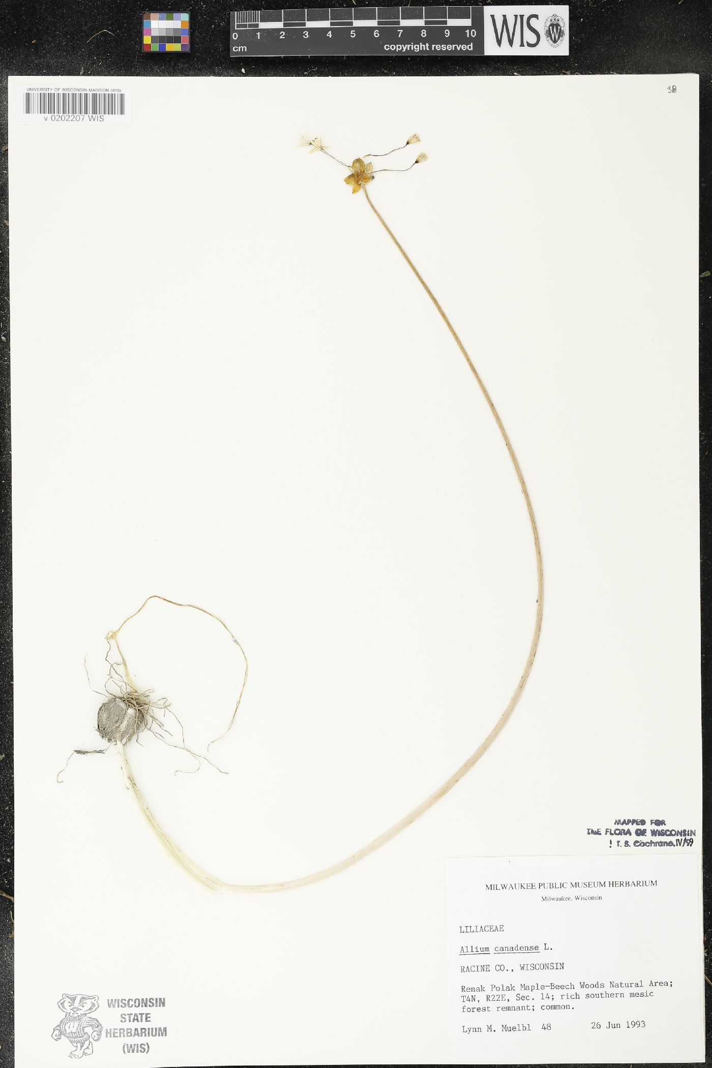 Allium canadense image