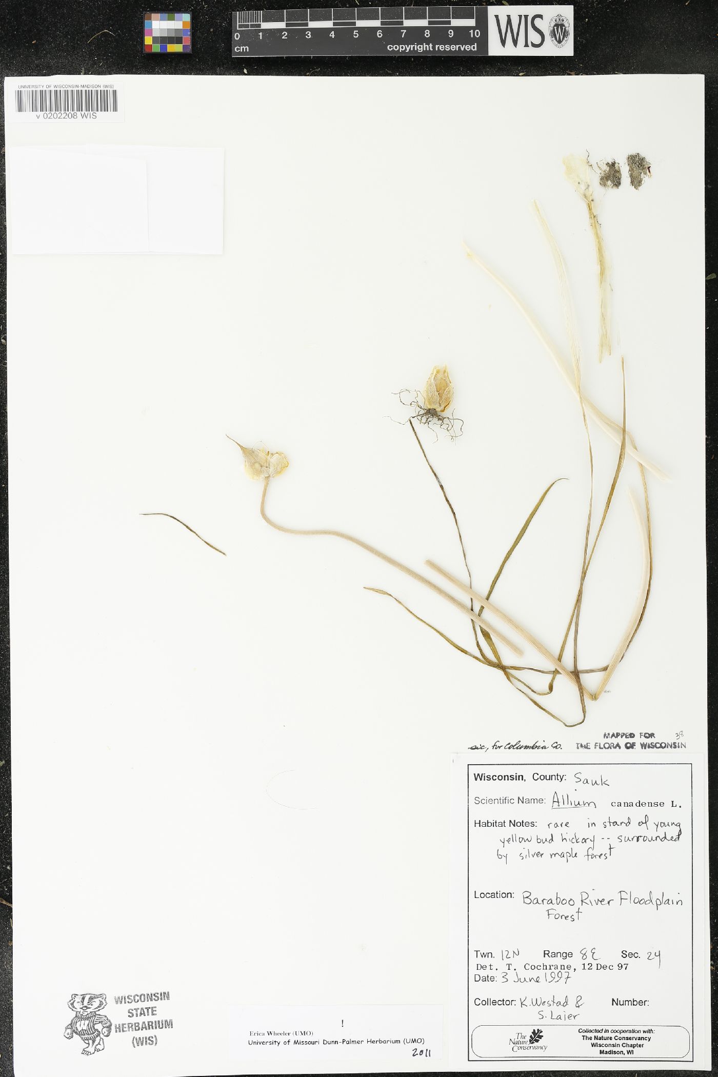 Allium canadense image